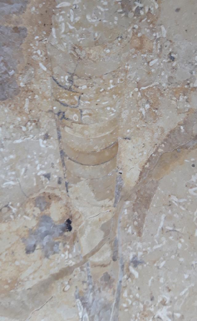 Hibolithes sp. (MONTFORT 1808) - Bild &copy; FossNet FossilienStore